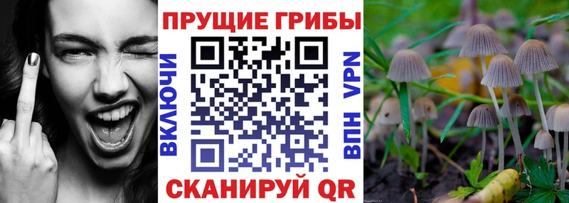закладки  Болхов  Галлюциногенные грибы Magic Shrooms 